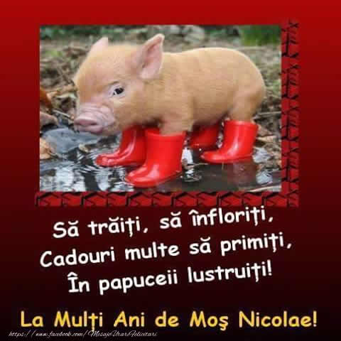 Felicitari aniversare De Sfantul Nicolae - Sa traiti, sa infloriti, Si intotdeauna sa fiti cuminti, Cadouri multe sa primiti, In papuceii lustruiti! Un Calduros La Multi Ani de Mos Nicolae!