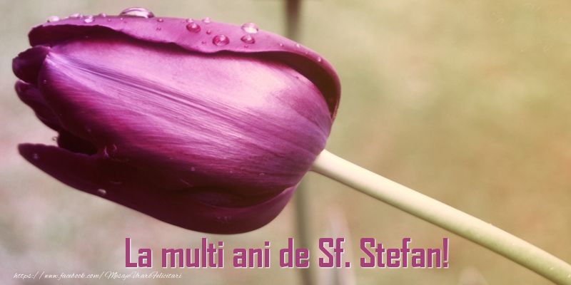 Felicitari aniversare De Sfantul Stefan - La multi ani de Sf. Stefan!